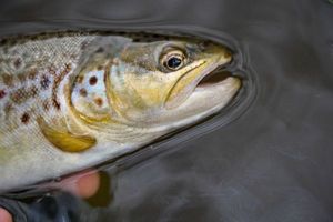 Brown Trout
