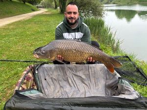 Common Carp