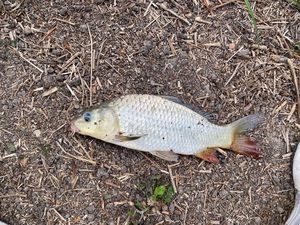 Common Carp