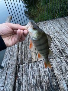 European Perch