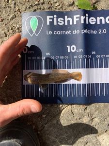 Black Goby