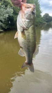 Largemouth Bass