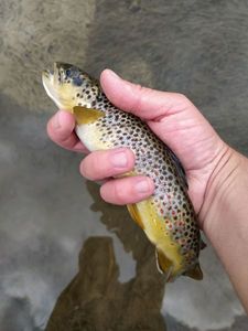 Brown Trout