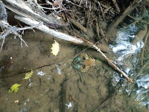 Spinycheek Crayfish