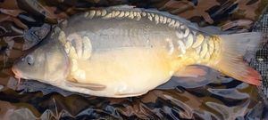 Mirror Carp