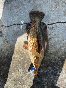 Ballan Wrasse