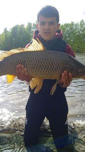 Common Carp