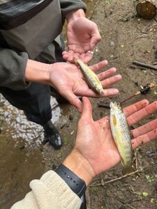 Brown Trout