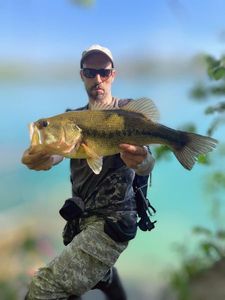 Largemouth Bass