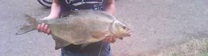 Common Bream