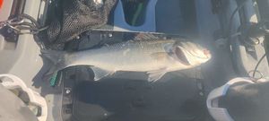 European Bass (Seabass)
