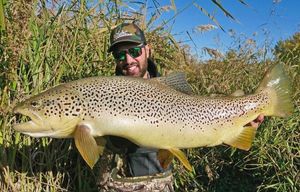 Brown Trout