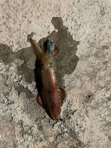 European Squid