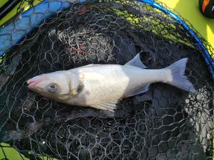 European Bass (Seabass)