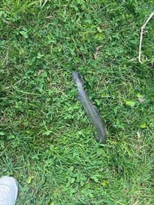 Cutthroat Trout