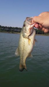 Smallmouth Bass