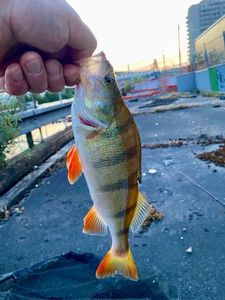 European Perch