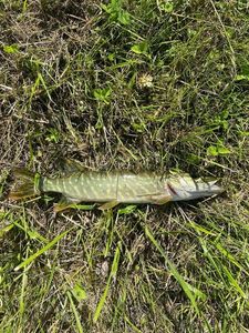 Northern Pike