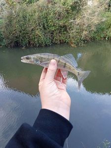 Zander