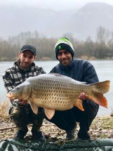 Common Carp