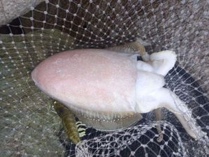 Common Cuttlefish