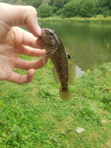Round Goby