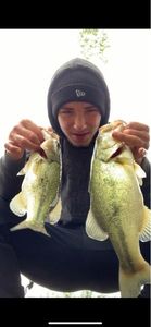 Largemouth Bass