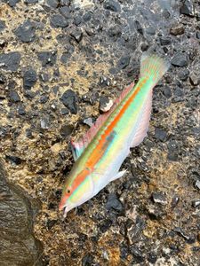Mediterranean Rainbow Wrasse