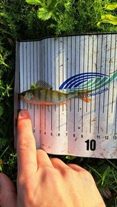 European Perch