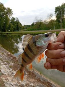 European Perch