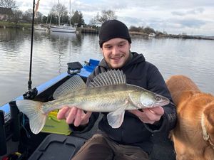 Zander