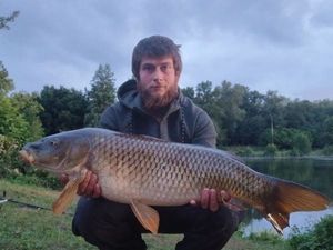 Common Carp