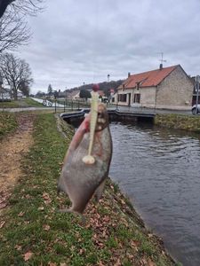 Common Bream