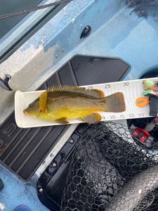 Ballan Wrasse