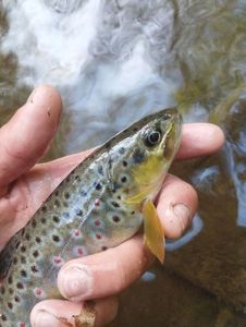 Brown Trout