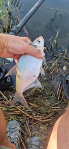 Common Bream