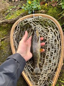 Brown Trout