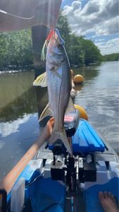 Common Snook