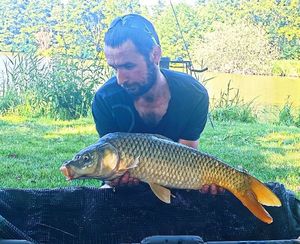 Common Carp
