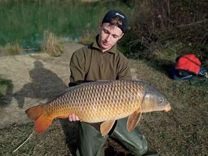 Common Carp