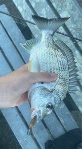 Yellowfin Seabream
