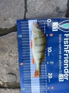 European Perch