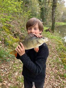 European Perch