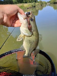 Largemouth Bass