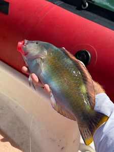 Bumphead Parrotfish