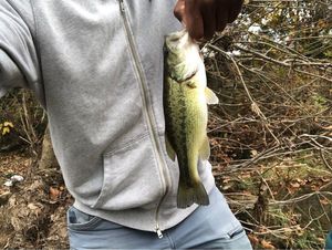 Largemouth Bass