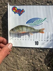 European Perch