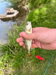 European Perch