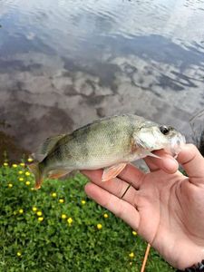 European Perch