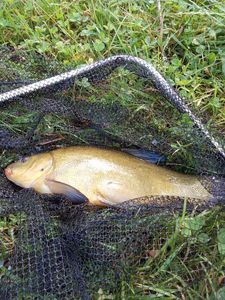 Tench